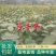 浙江茶树苗龙井43乌牛早白茶黄金芽中黄特早奶白