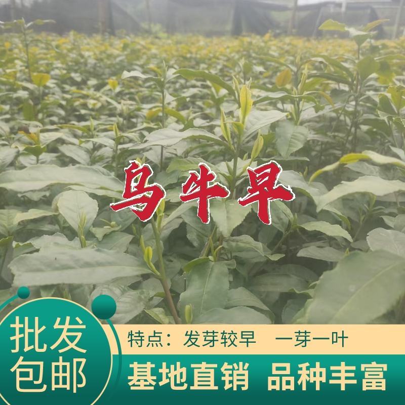 浙江茶树苗龙井43乌牛早白茶黄金芽中黄特早奶白