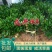 浙江茶树苗龙井43乌牛早白茶黄金芽中黄特早奶白