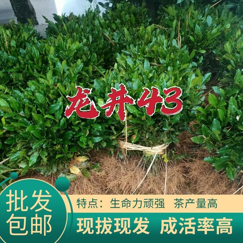 浙江茶树苗龙井43乌牛早白茶黄金芽中黄特早奶白