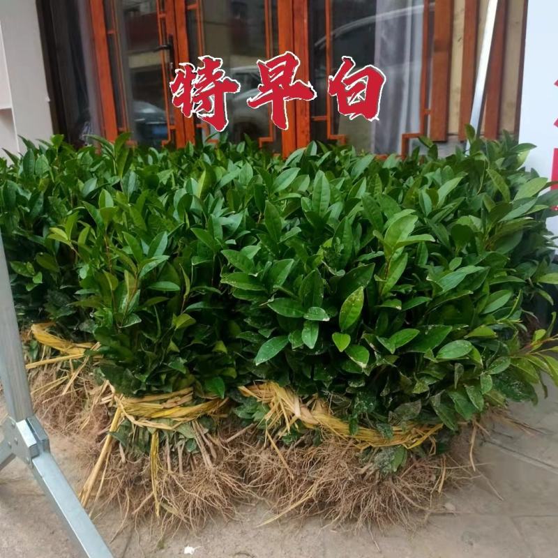 浙江茶树苗龙井43乌牛早白茶黄金芽中黄特早奶白