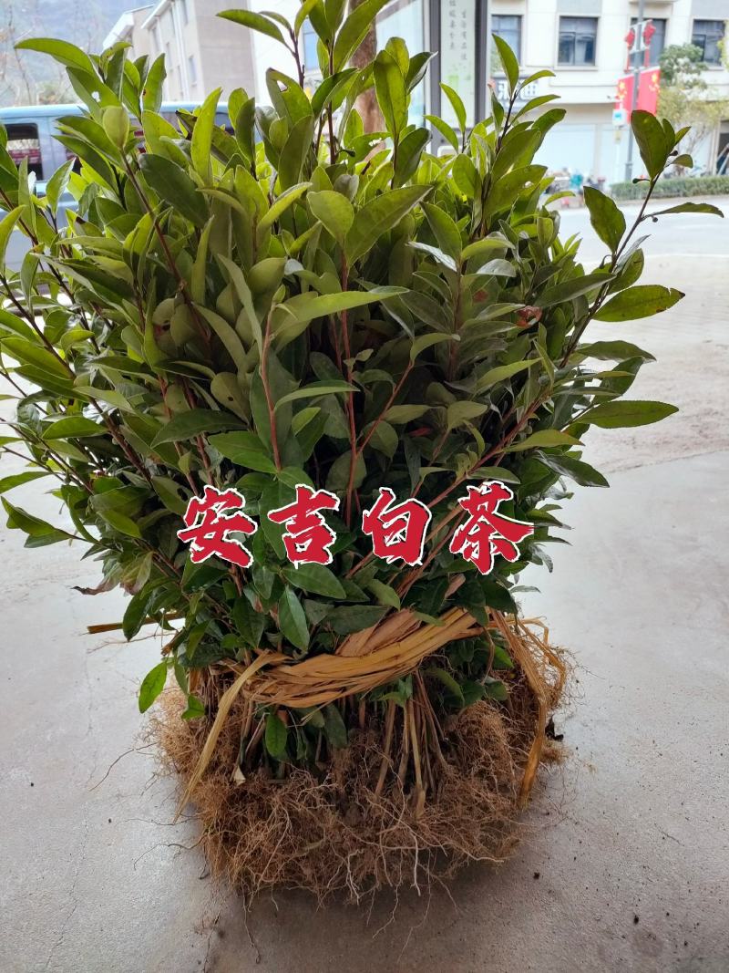 浙江茶树苗龙井43乌牛早白茶黄金芽中黄特早奶白