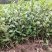 浙江茶树苗龙井43乌牛早白茶黄金芽中黄特早奶白