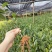 浙江茶树苗龙井43乌牛早白茶黄金芽中黄特早奶白