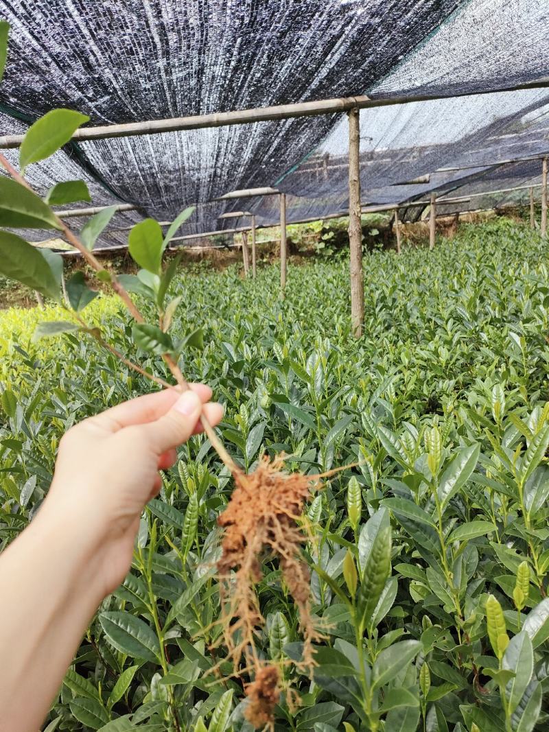 浙江茶树苗龙井43乌牛早白茶黄金芽中黄特早奶白