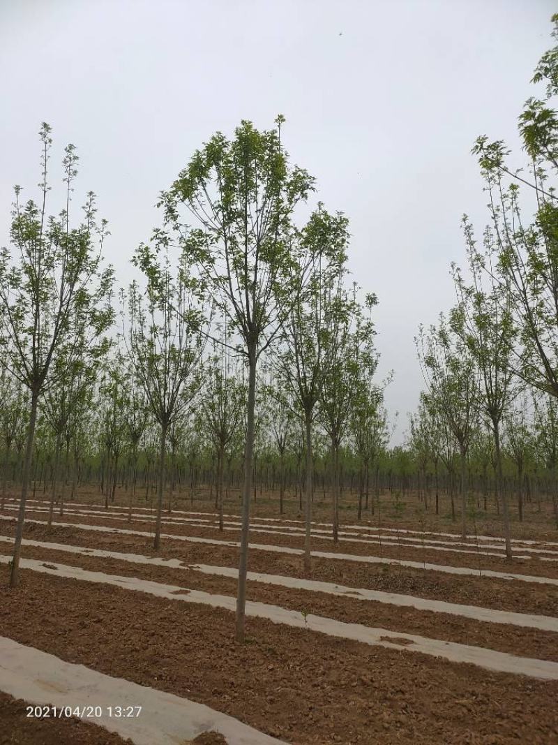 11公分白蜡树，11公分速生白蜡，11公分白蜡树量大