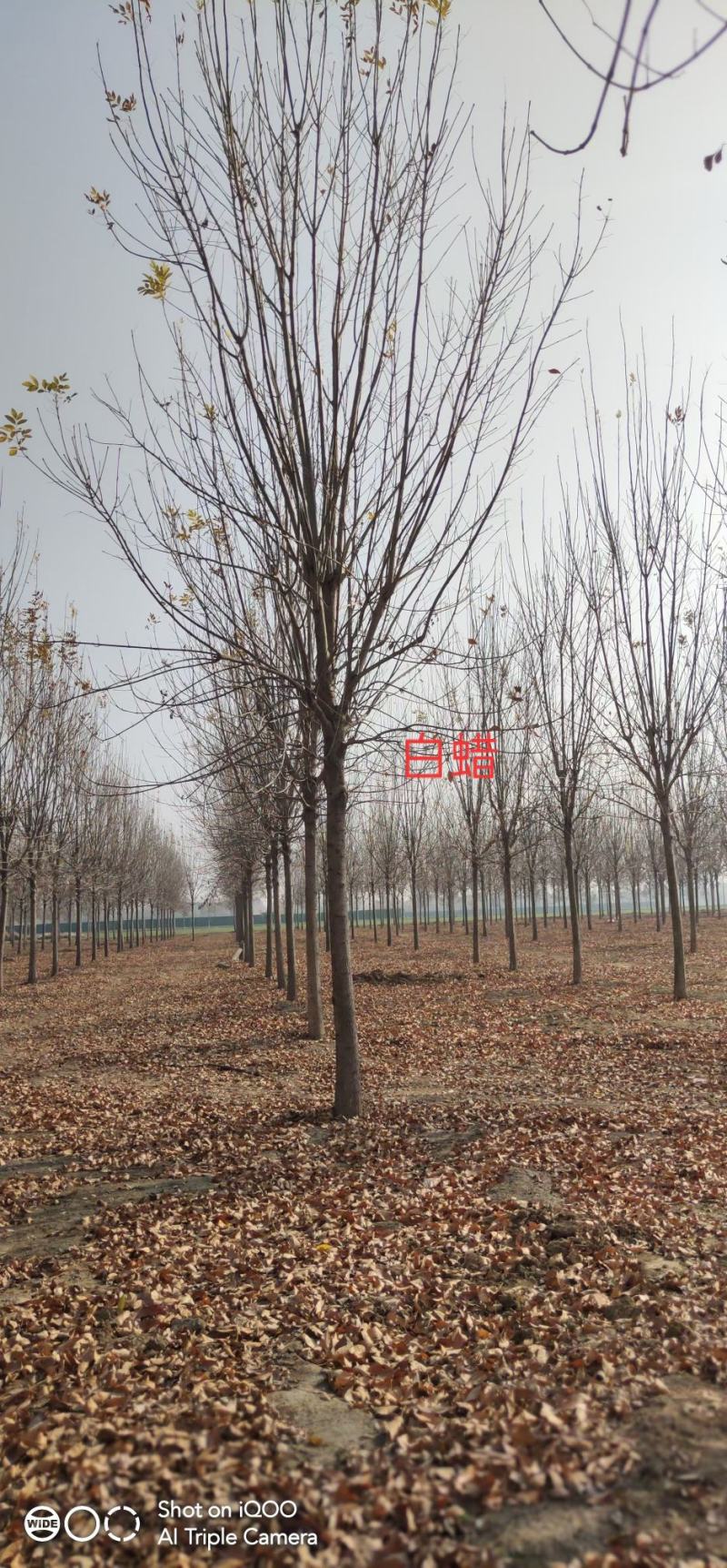 11公分白蜡树，11公分速生白蜡，11公分白蜡树量大
