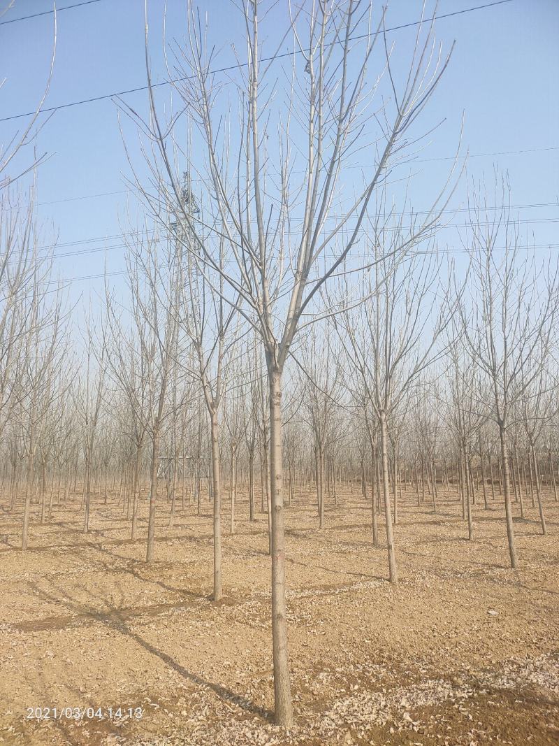 11公分白蜡树，11公分速生白蜡，11公分白蜡树量大