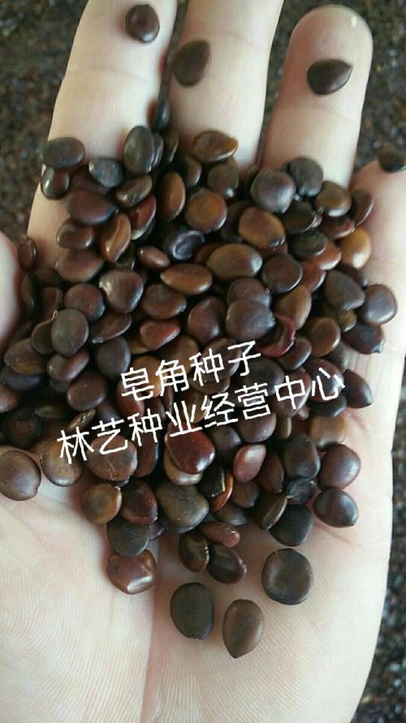 新采大皂角种子中皂角种子小皂角种子林木种子皂荚皂刺树种