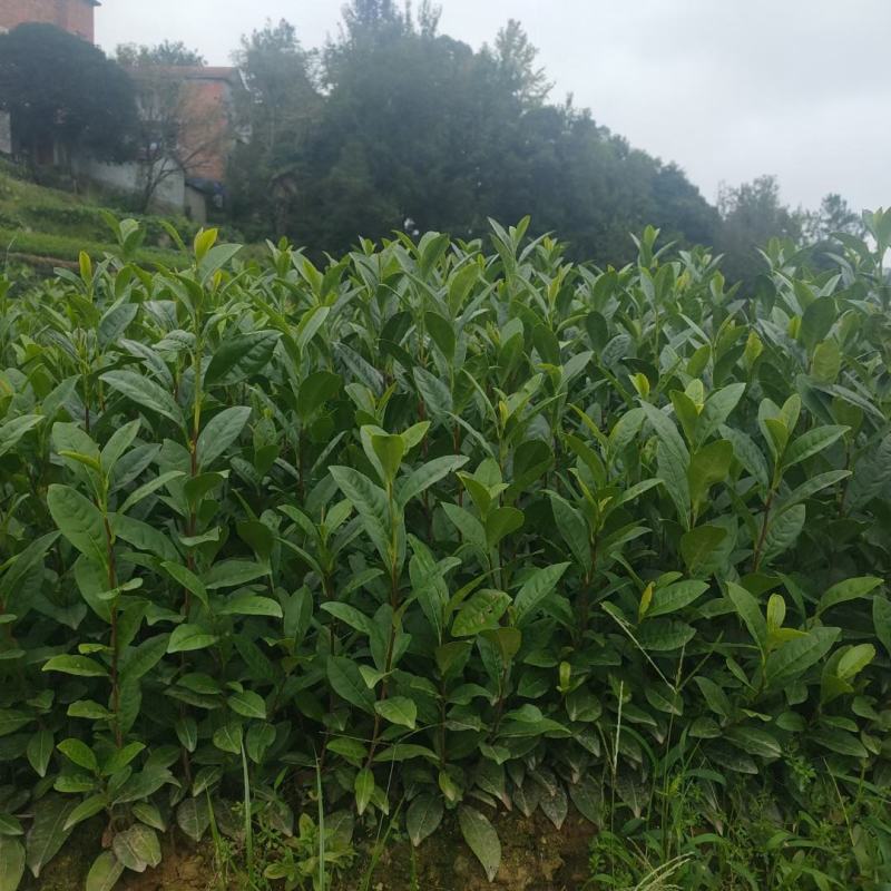 浙江茶苗黄金芽中茶108特早奶白中黄1号