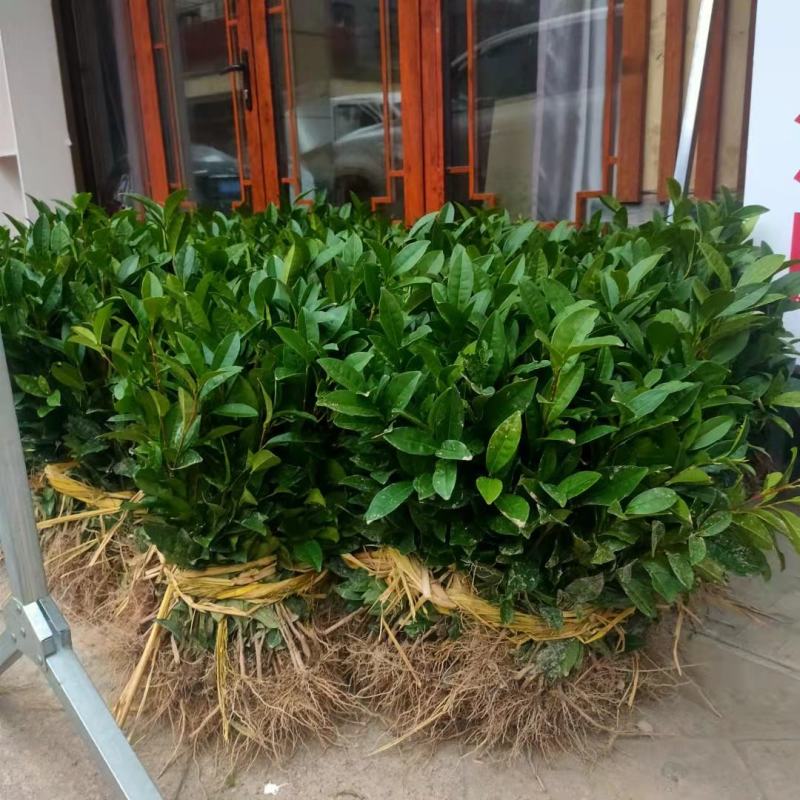 浙江茶苗黄金芽中茶108特早奶白中黄1号