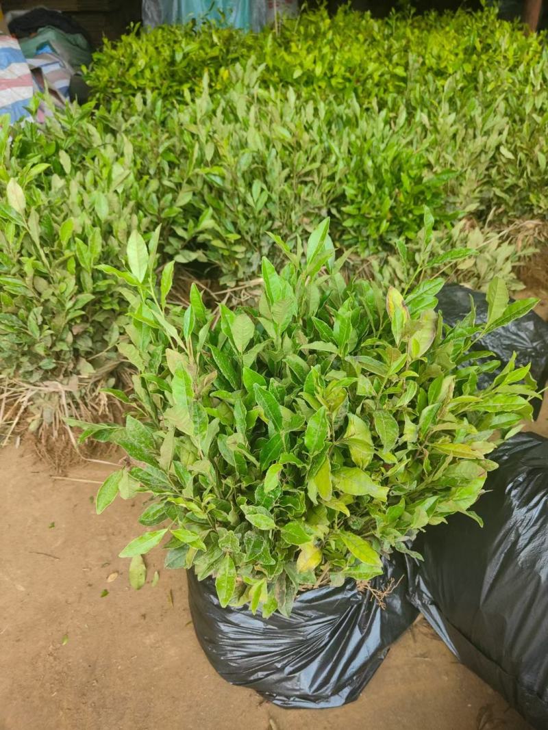 浙江茶苗黄金芽中茶108特早奶白中黄1号