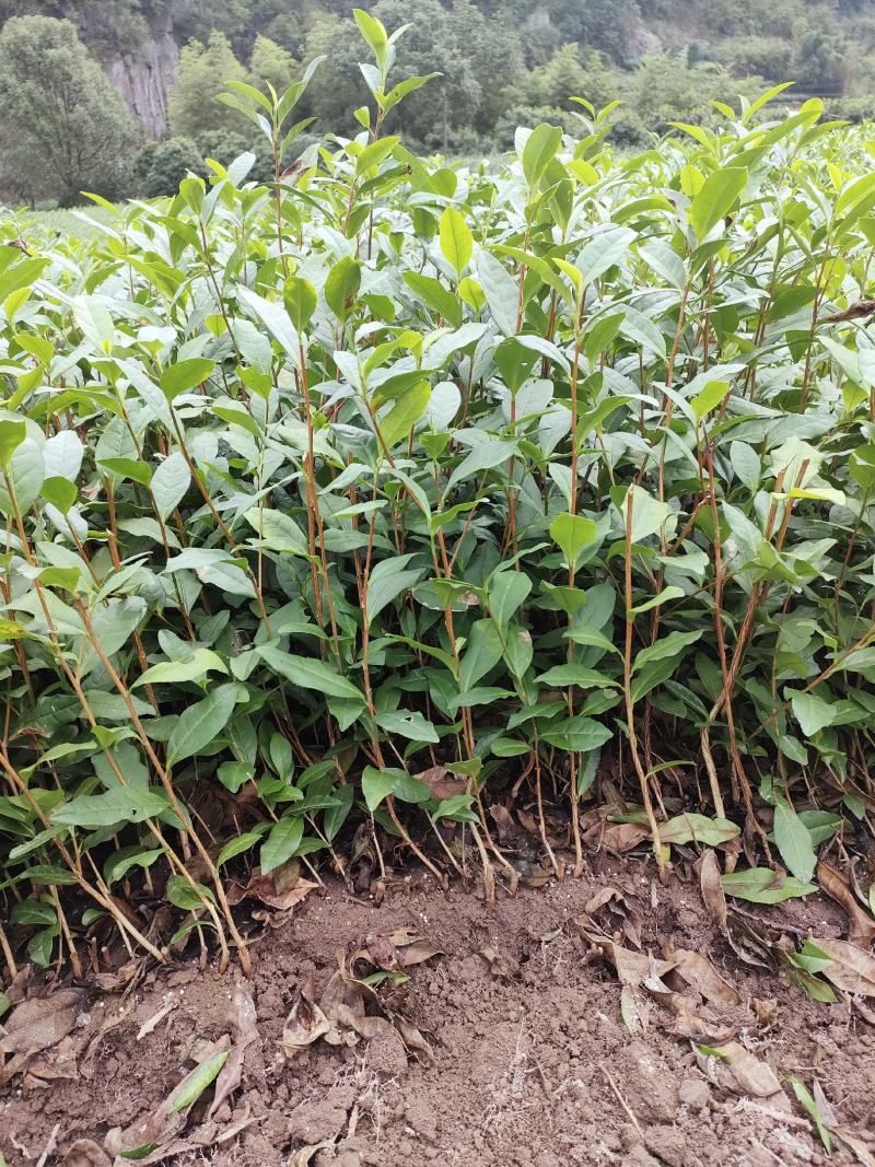 浙江茶苗黄金芽中茶108特早奶白中黄1号