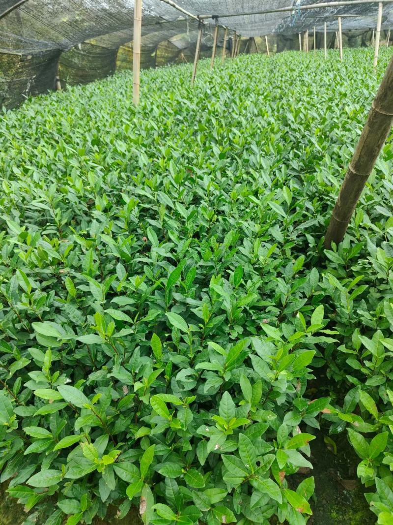 浙江茶苗黄金芽中茶108特早奶白中黄1号