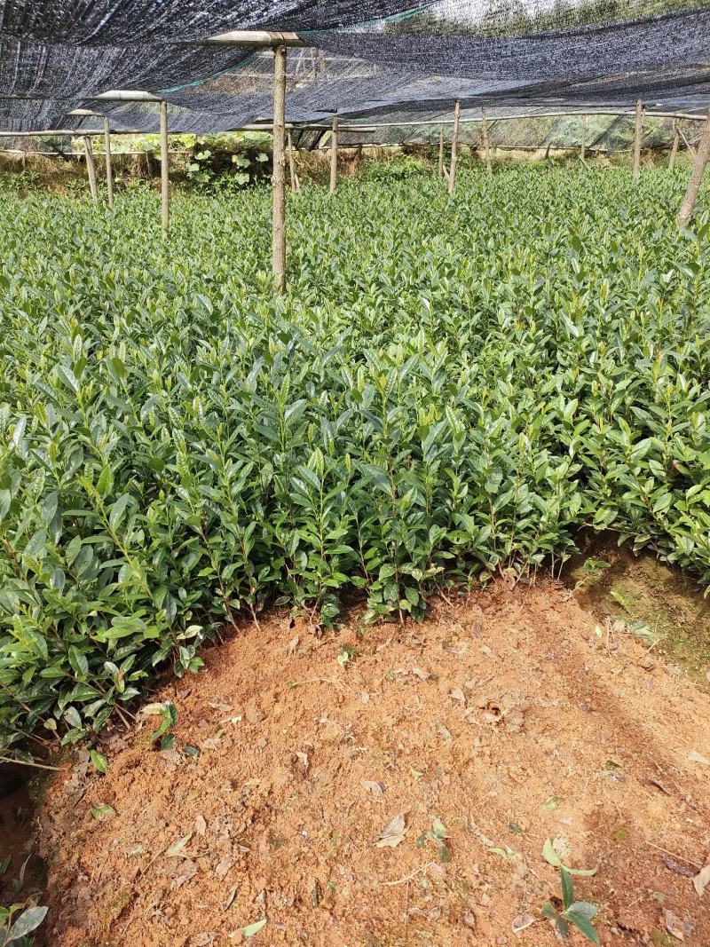 浙江茶苗黄金芽中茶108特早奶白中黄1号
