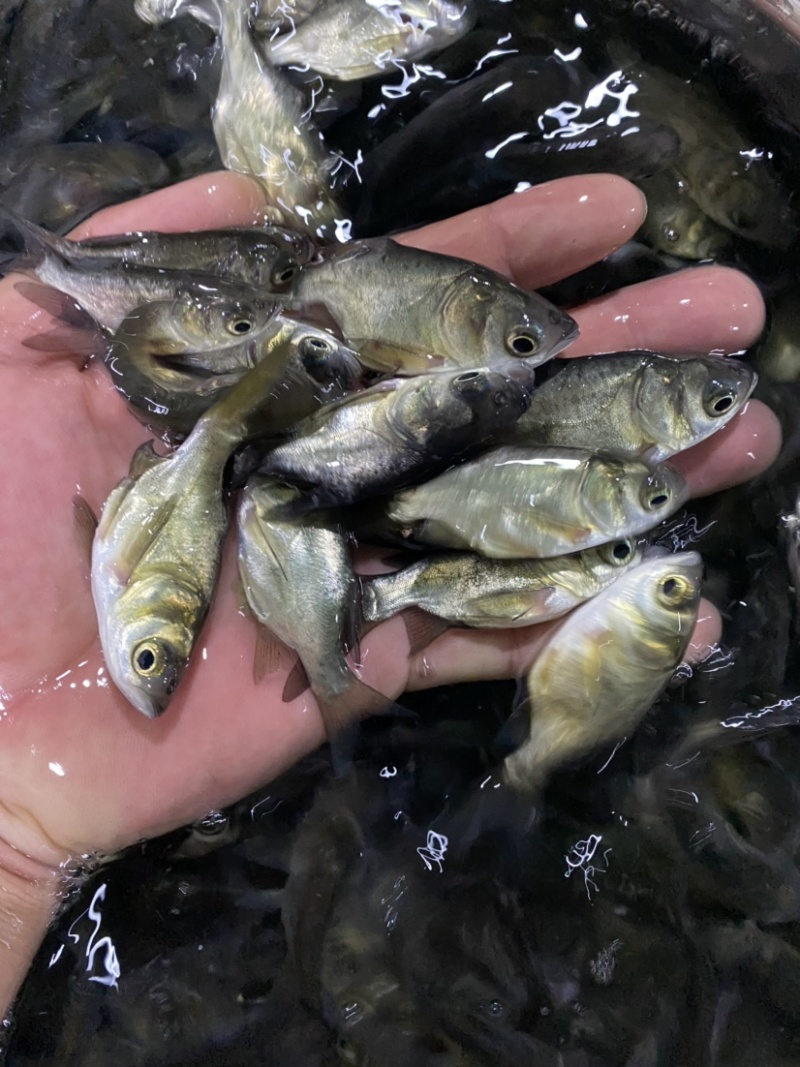 缩骨花鲢鱼苗，缩骨大头鱼苗，鱼场直批，价格优惠