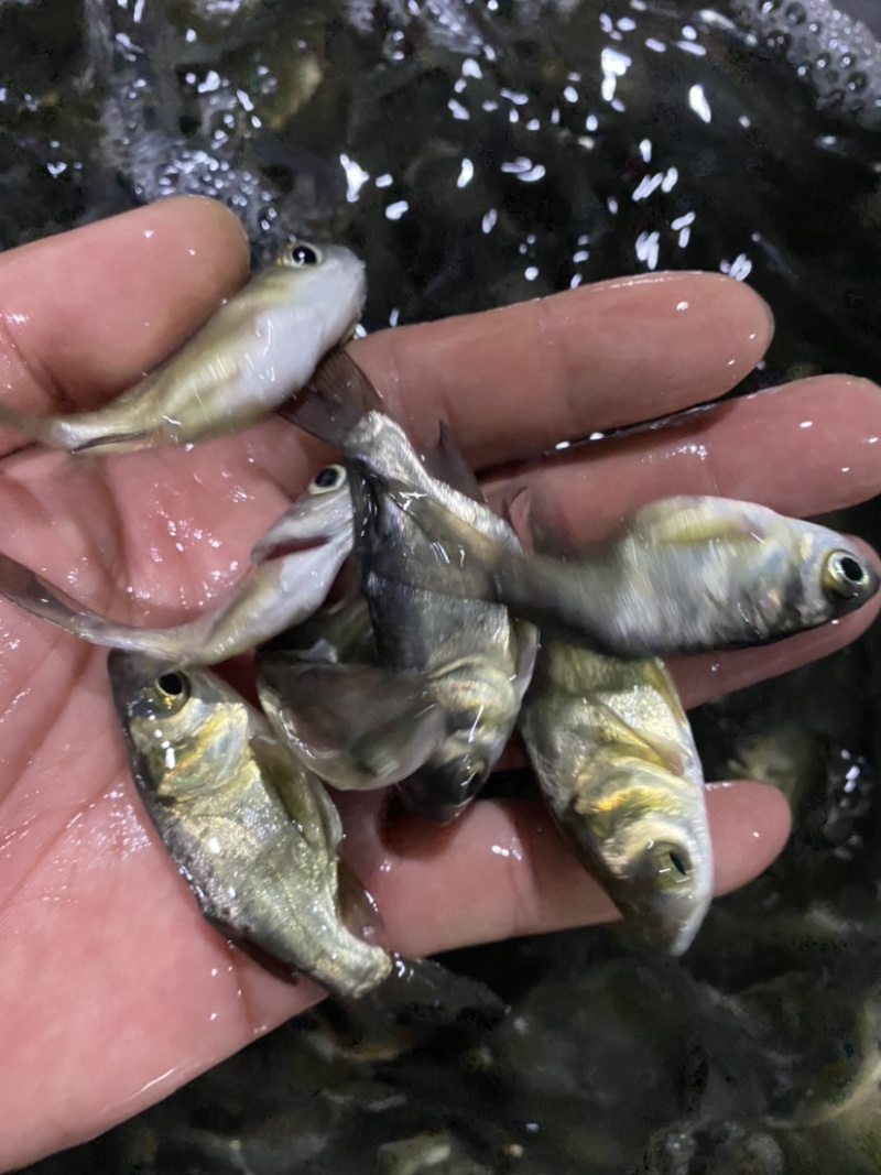 缩骨花鲢鱼苗，缩骨大头鱼苗，鱼场直批，价格优惠