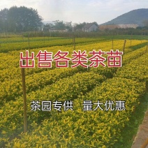 浙江茶苗黄金芽中茶108特早奶白中黄1号