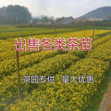 浙江茶苗黄金芽中茶108特早奶白中黄1号