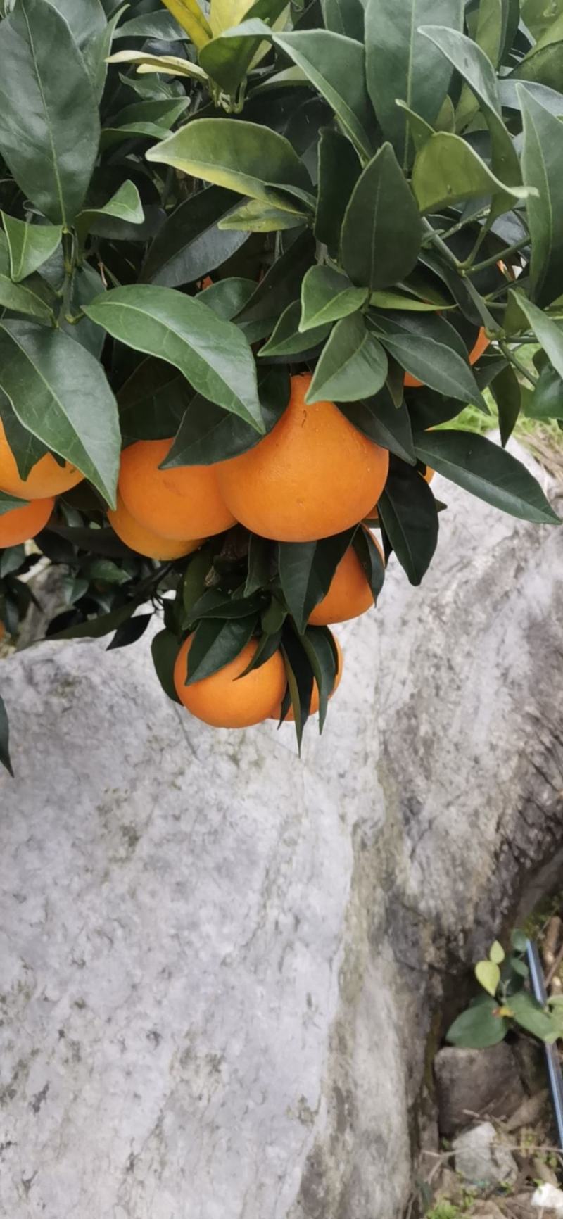 湘西优质纽红尔脐橙销售中