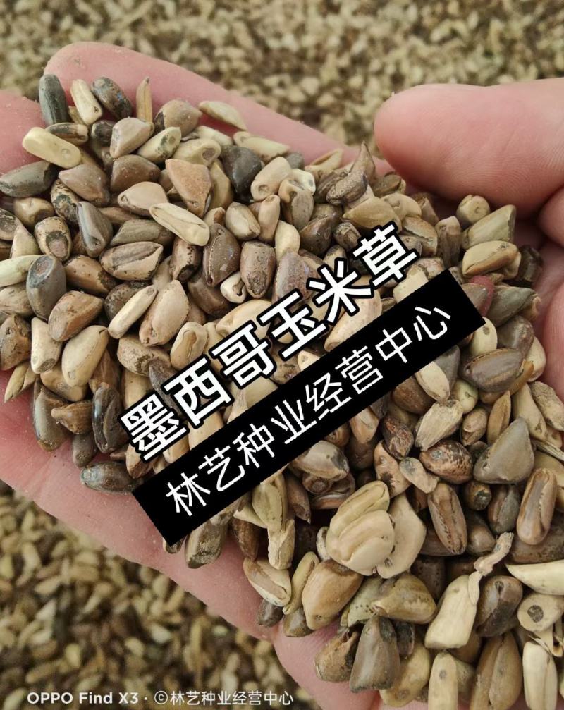 进口墨西哥玉米草种四季籽种养殖牛羊鱼猪鱼再生畜牧草玉米草