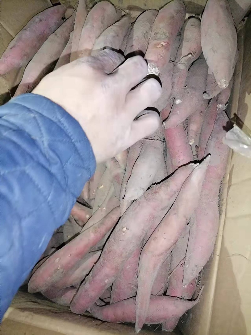 地窖储存的烟薯25红皮红心蜜甜