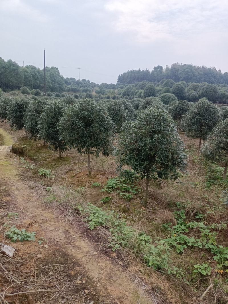 桂花，桂花树，桂花树，桂花10公分，精品桂花【鸿洋园艺】
