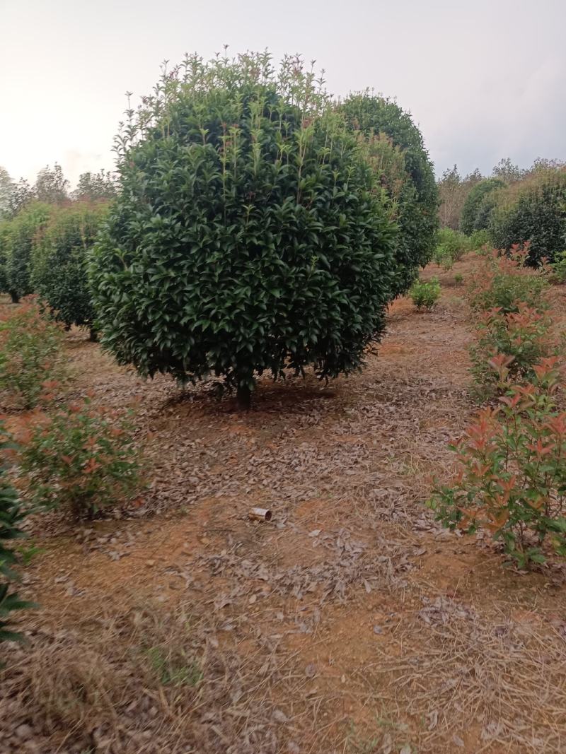 桂花，桂花树，桂花树，桂花10公分，精品桂花【鸿洋园艺】