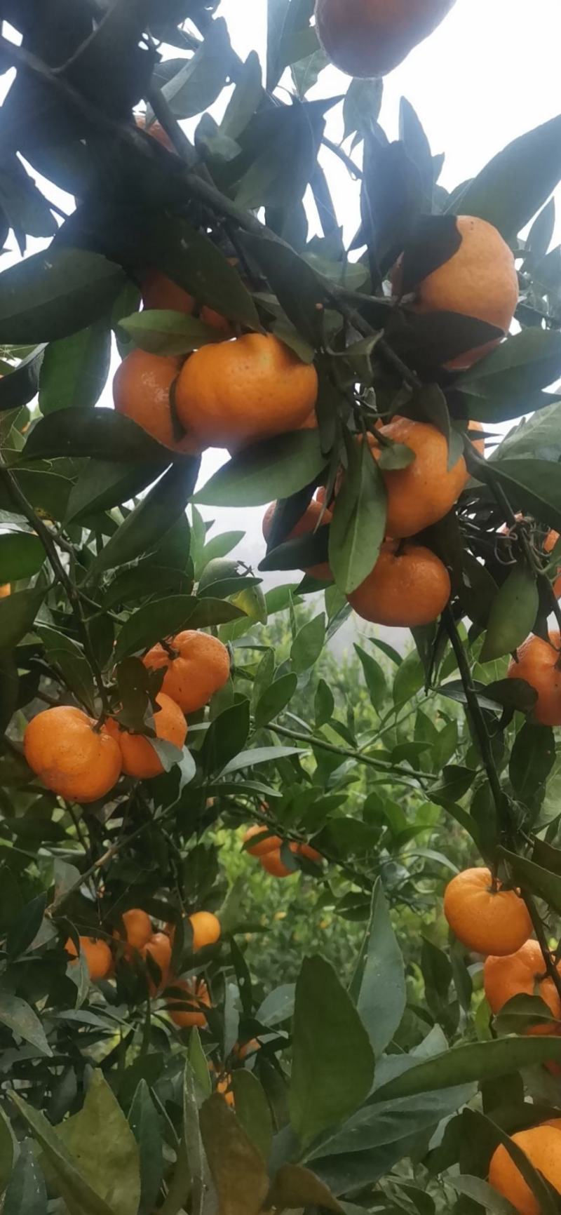 湖南湘西优质纽红尔脐橙