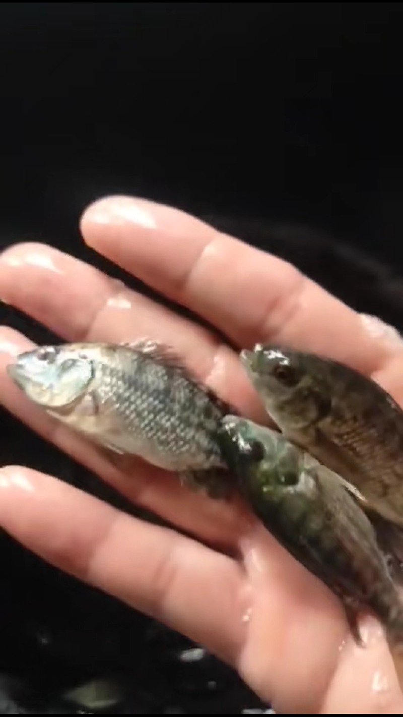 场地直销大量供应，吉富罗非，青路罗非，宝路罗非，脆肉罗非