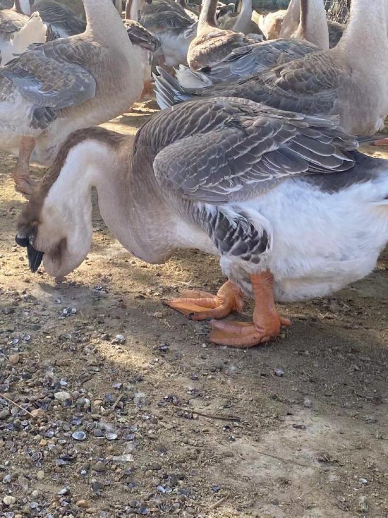 鹅活苗特大种纯种狮头鹅活苗灰狮头鹅活体原产地潮汕品种白狮