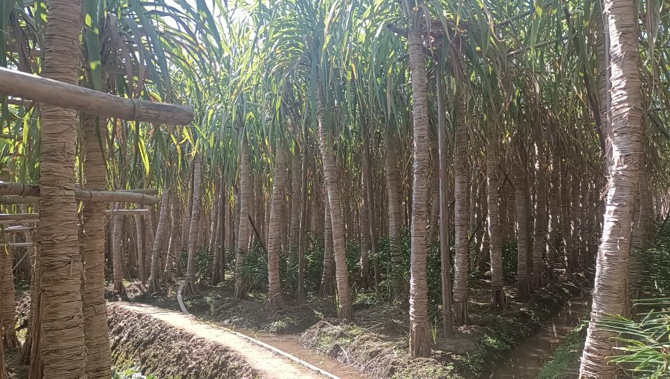 玉林甘蔗种植基地的现代化管理