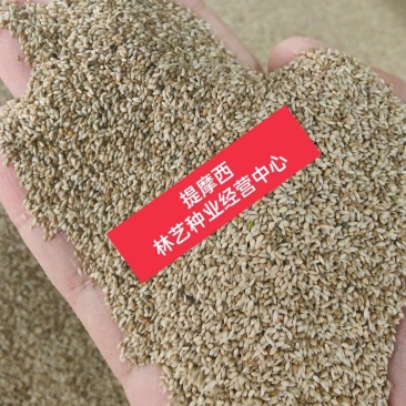 猫尾草籽种提摩西进口草籽兔子牛羊马家禽适合