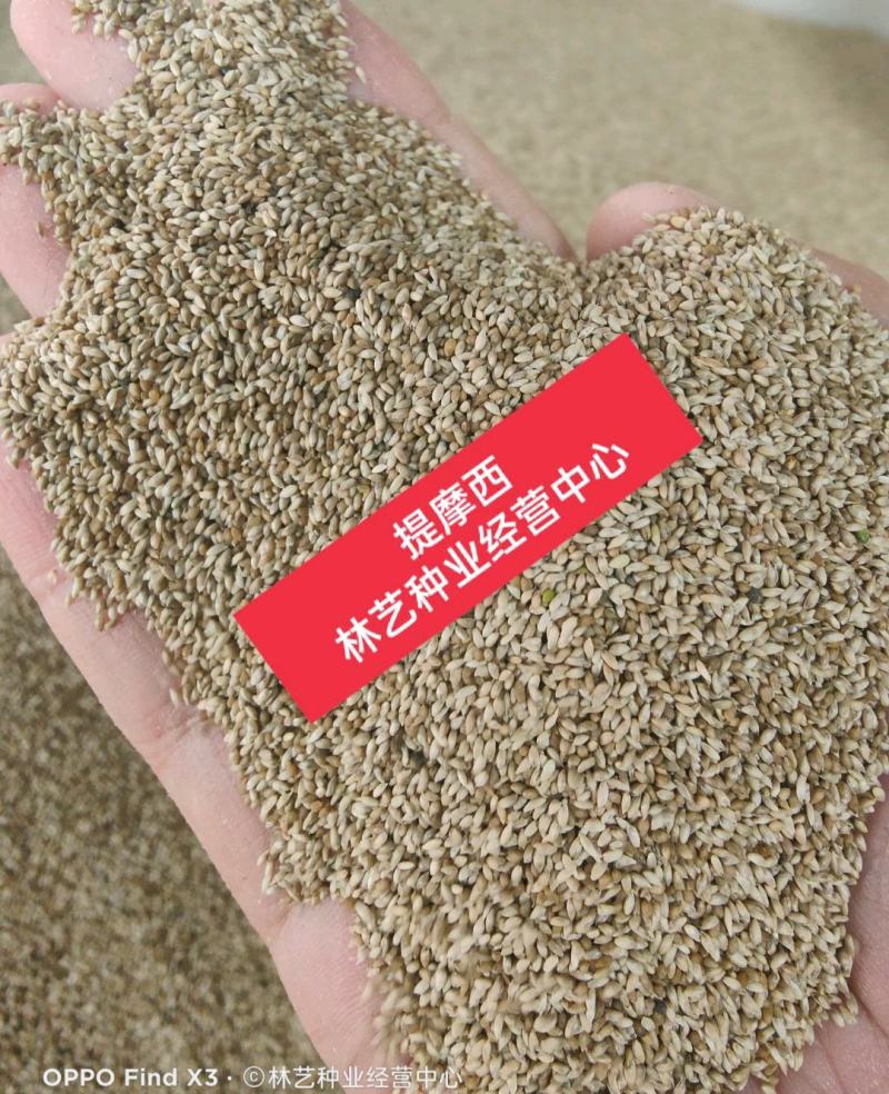 猫尾草籽种提摩西进口草籽兔子牛羊马家禽适合