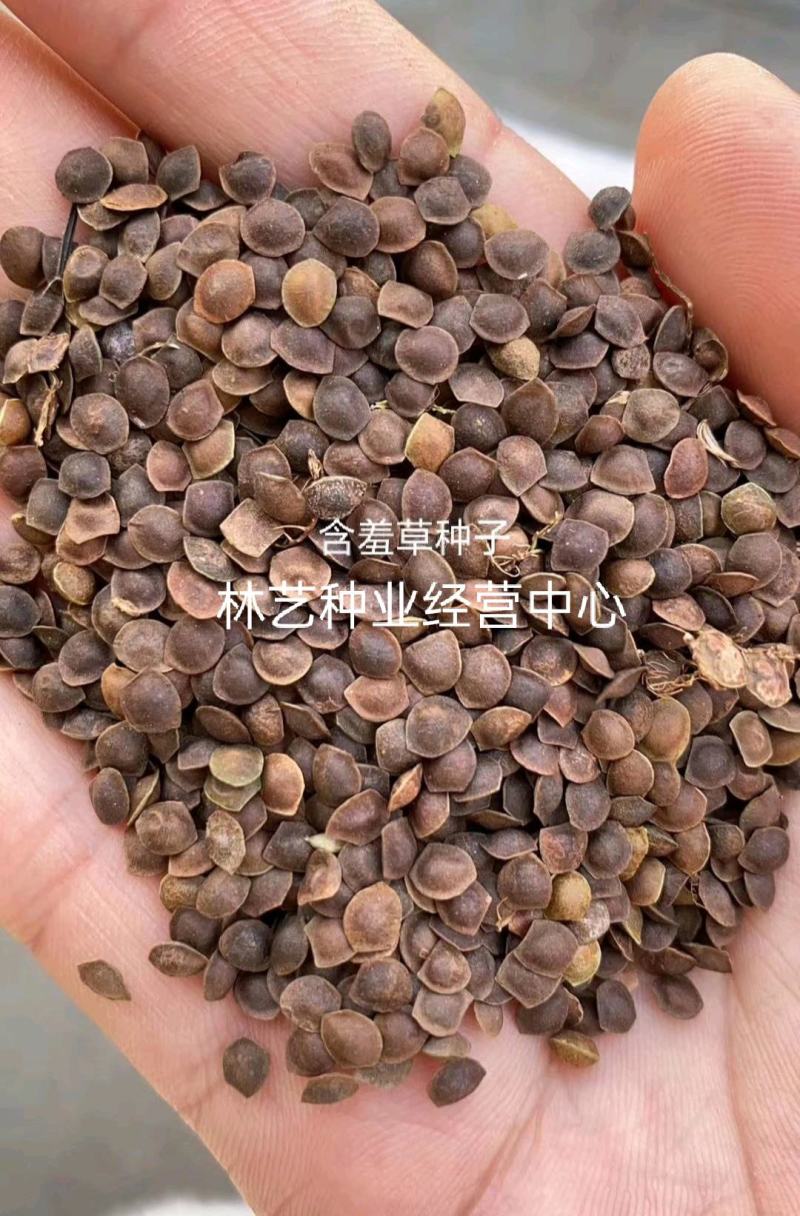 含羞草花种子奇趣植物害羞草种子盆栽植物阳台室内花籽