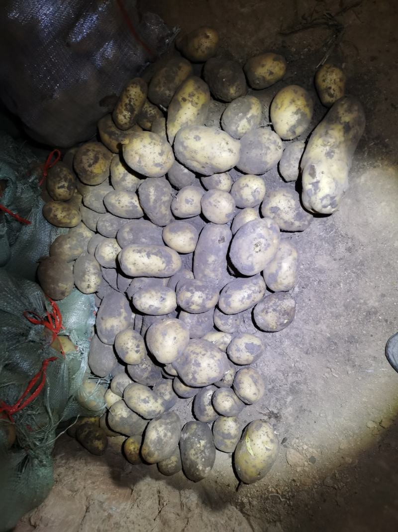 黄皮黄心，个头大，薯型好，颜色好，原包希森六