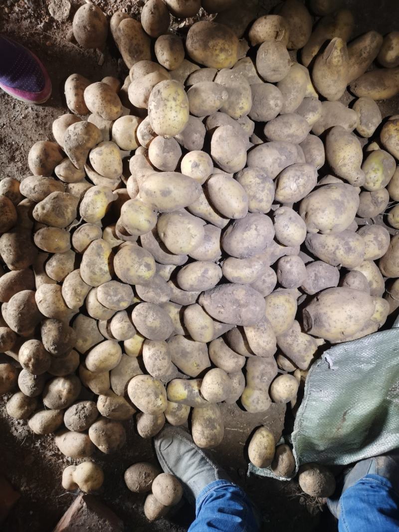 黄皮黄心，个头大，薯型好，颜色好，原包希森六