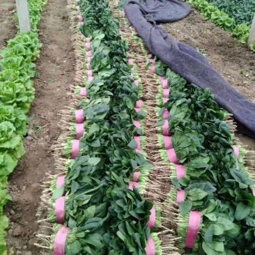 滑县蔬菜大棚种植基地发货，一手货源，大量有货，欢迎咨询选