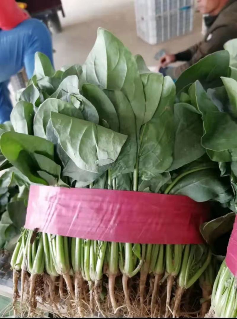滑县蔬菜大棚种植基地发货，一手货源，大量有货，欢迎咨询选