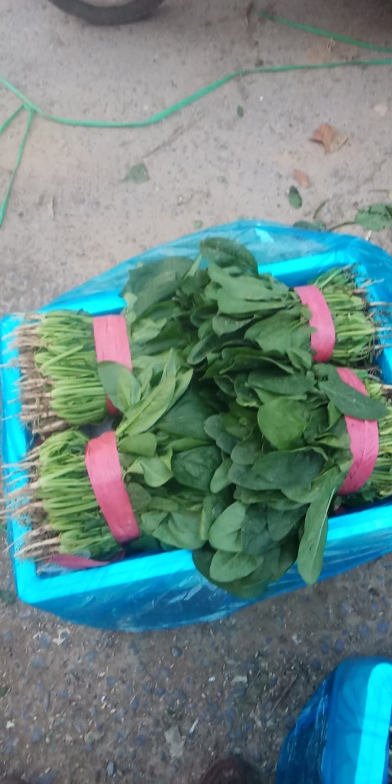 滑县蔬菜大棚种植基地发货，一手货源，大量有货，欢迎咨询选