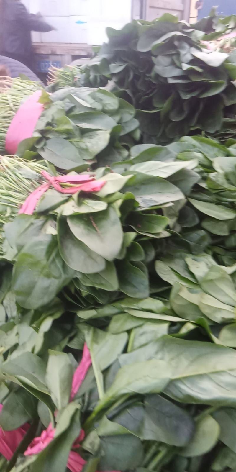 滑县蔬菜大棚种植基地发货，一手货源，大量有货，欢迎咨询选