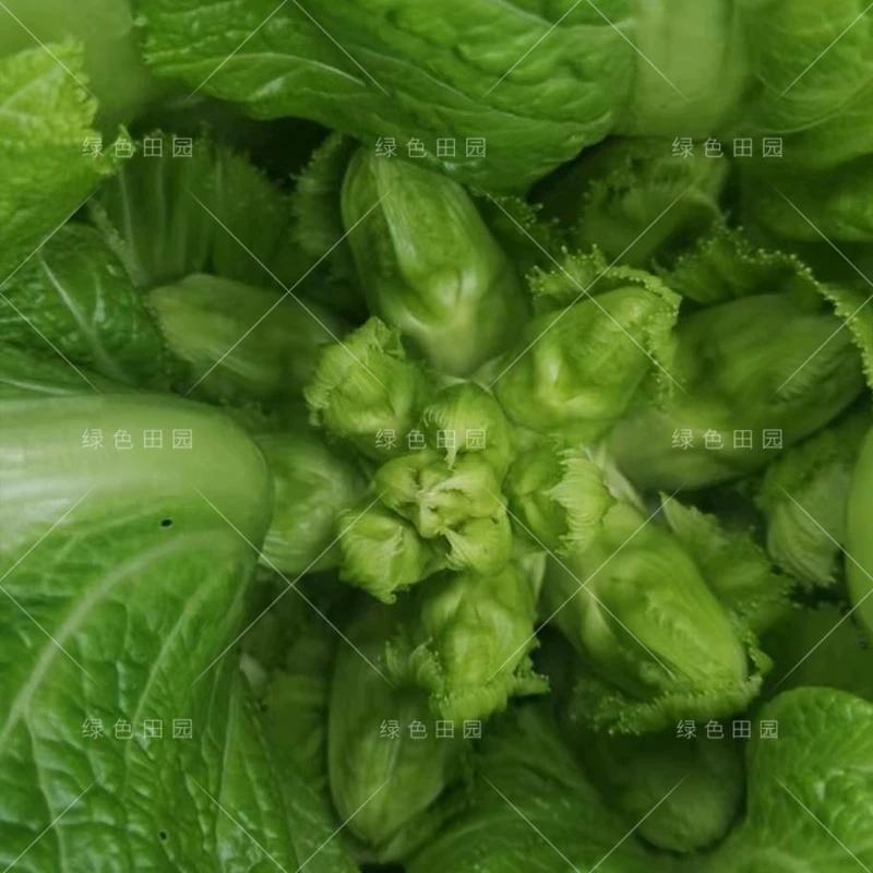 儿菜，又名多子菜，四川精品儿菜，基地直销，可代购，可代发