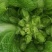 儿菜，又名多子菜，四川精品儿菜，基地直销，可代购，可代发