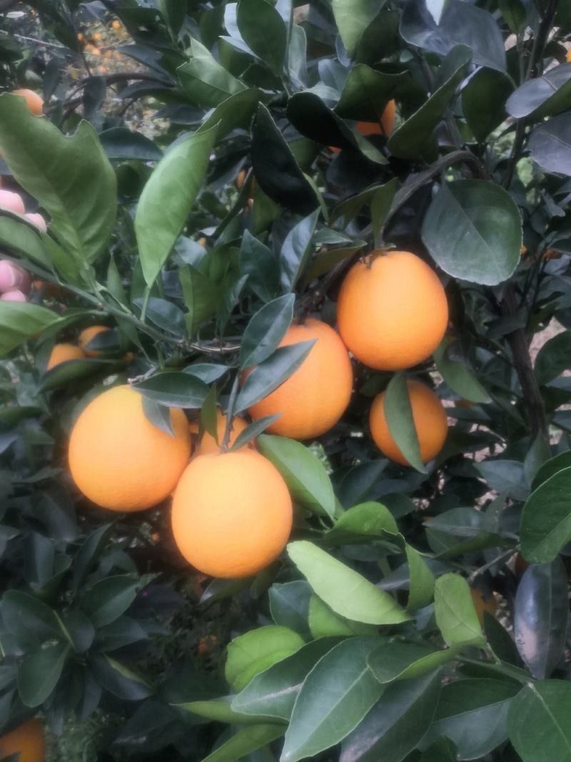 正宗赣南脐橙皮薄多汁。上千亩果园等你来采摘。货源充足。