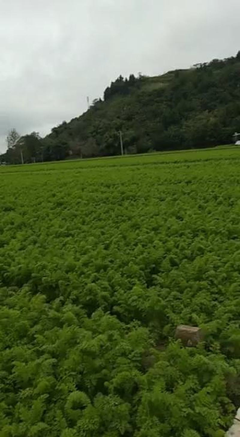 简阳市平泉镇沱江特大桥边