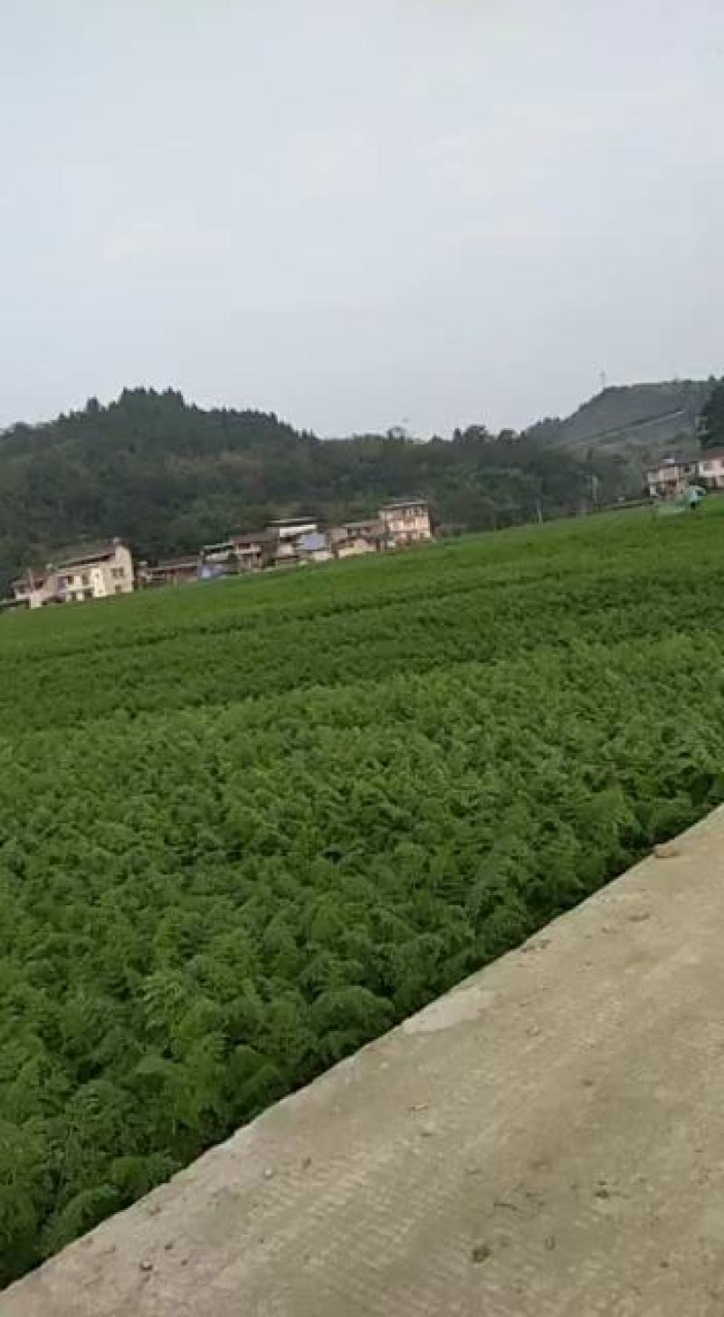 简阳市平泉镇沱江特大桥边