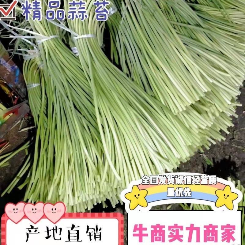 冷库保鲜蒜薹白帽，红帽精品包装！质量始终如一！全国发