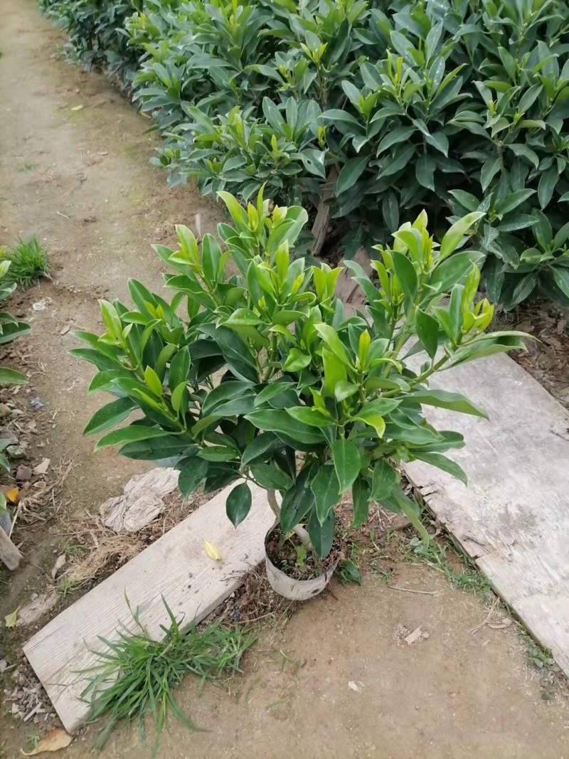 非洲苿莉树苗50✖️50，10斤袋