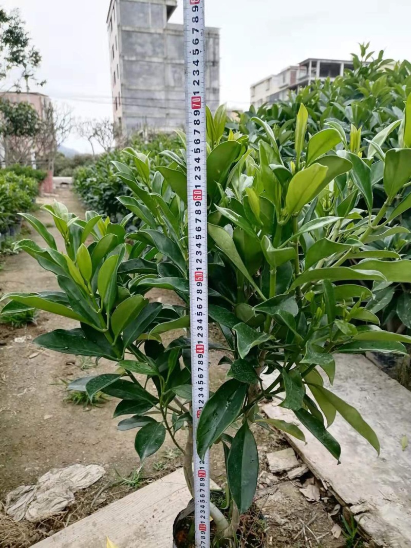 非洲苿莉树苗50✖️50，10斤袋