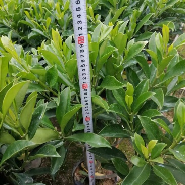 非洲苿莉树苗50✖️50，10斤袋